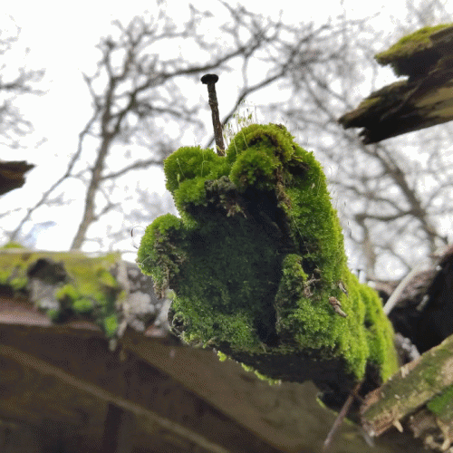 Stellar Descent : Moss Stellar Descent : Moss